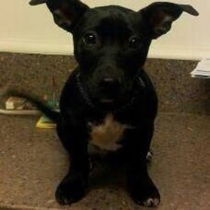 Meet your Posher, Robb